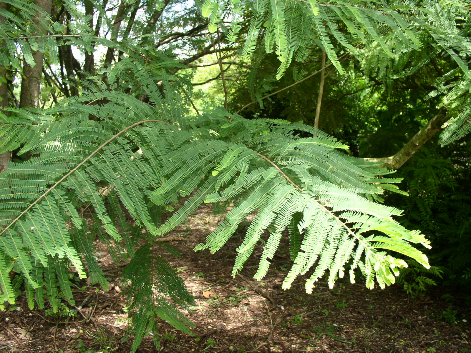 photo1
